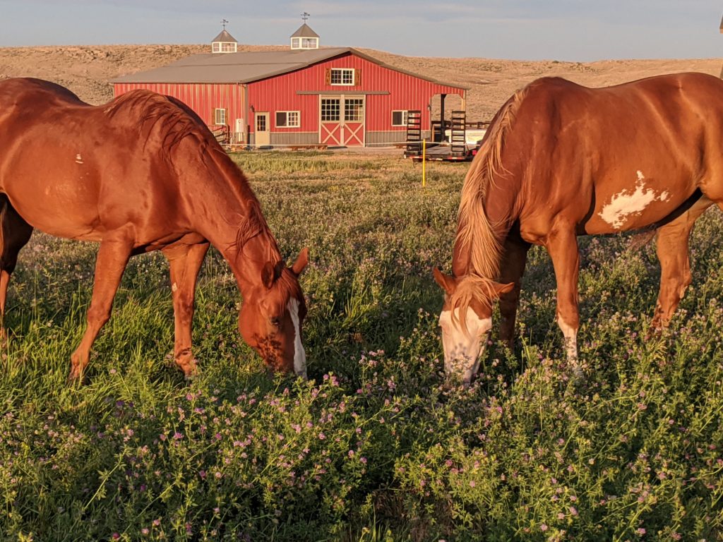 Carter View Ranch Horses and Barn